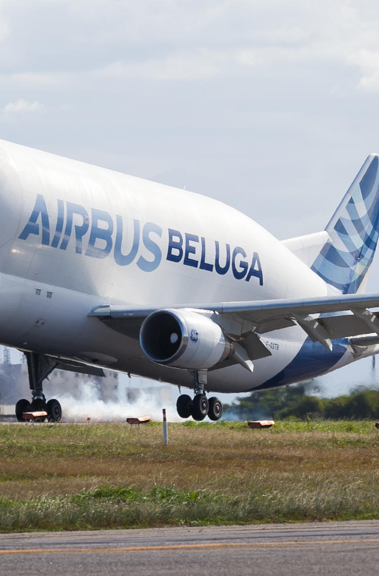Beluga Latin America Beluga Latin America
